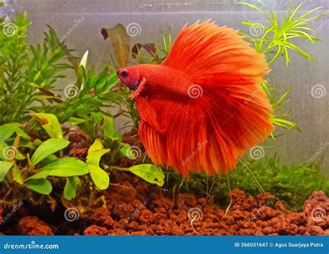 fluffy fish
